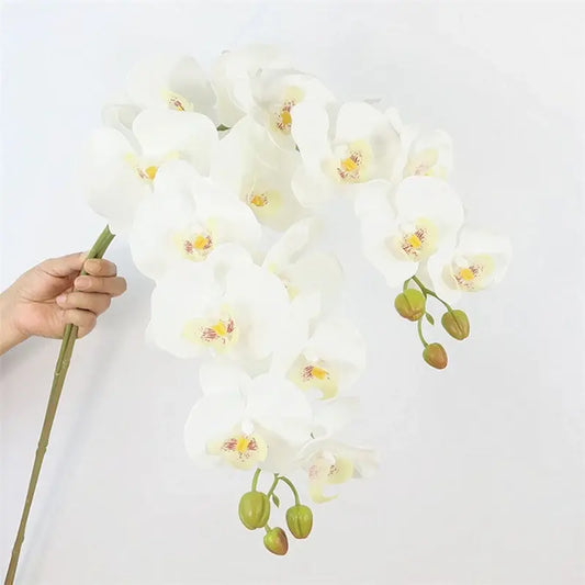 Orchid Stem
